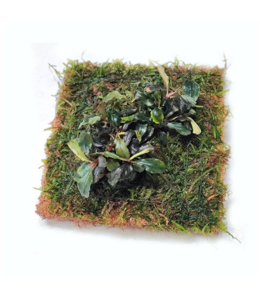 Blau cocomat |fibra de coco natural | Acuario Plantado