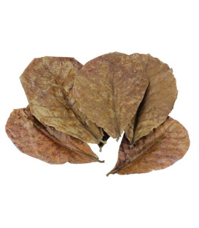 Terminalia Cattapa - Almendro indio | Plantas de acuario | Acuario Plantado