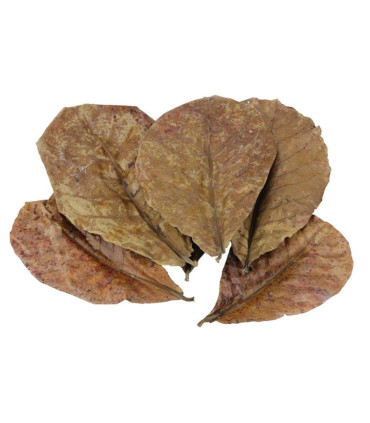 Terminalia Catappa - Amêndoa Indiana | Plantas de aquário | Aquário Plantado