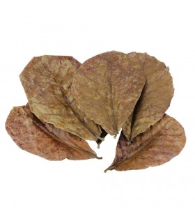 Hojas de Catappa tamaño M - 10ud