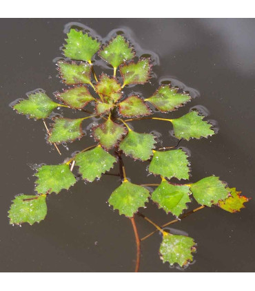 Trapa Natans | Castanha de água | Aquário Plantado