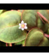 Phyllantus Fluitans (Phyllantus Fluitans) Plantas de aquário tropicais | Aquário Plantado