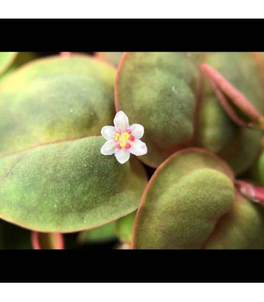 Phyllantus Fluitans (Phyllantus Fluitans) Plantas de aquário tropicais | Aquário Plantado