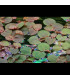 Phyllantus Fluitans (Phyllantus Fluitans) Plantas de aquário tropicais | Aquário Plantado