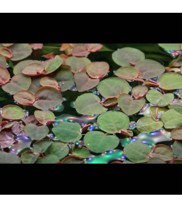 Phyllantus Fluitans (Phyllantus Fluitans) Plantas de aquário tropicais | Aquário Plantado