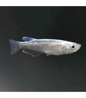 Lote 5X Medaka Platinum
