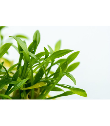 Cryptocoryne parva | Plantas de Acuario Tropica | Acuario Plantado