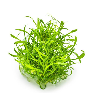 Cryptocoryne parva | Plantas de Acuario Tropica | Acuario Plantado