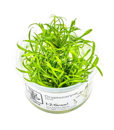 Cryptocoryne parva | Plantas de Acuario Tropica | Acuario Plantado