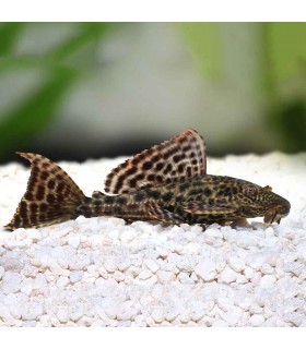 Plecostomus