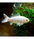 Peixe cometa branco | Peixes de aquário peixinhos dourados | Aquário Plantado