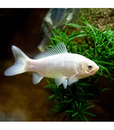 Peixe cometa branco | Peixes de aquário peixinhos dourados | Aquário Plantado