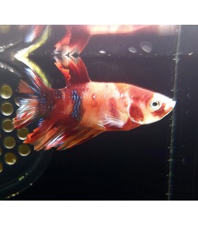 Betta Macho Selecto Nº243