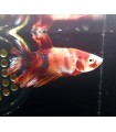 Selecione Betta Macho Nº243