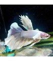 Selecione Betta Macho Nº244