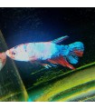 Selecione Betta Macho Nº245