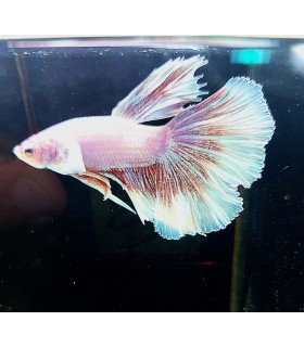 Betta Macho Selecto Nº246