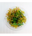 Nesaea Pedicillata Golden Invitro
