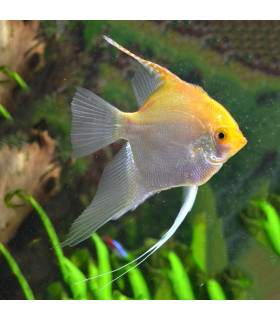 Escalar Gold | Escalares para acuario | Acuario Plantado