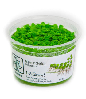 Spirodela Polyrrhiza (lenteja mayor) | Plantas de Acuario Tropica | Acuario Plantado