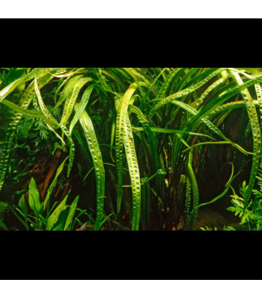 Cryptocoryne crispatula | Plantas de Acuario Tropica | Acuario Plantado