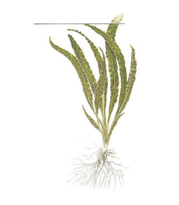 Cryptocoryne crispatula | Plantas de Acuario Tropica | Acuario Plantado