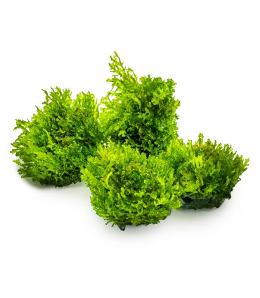 Riccardia Chamedryfolia | Plantas de Acuario Tropica | Acuario Plantado