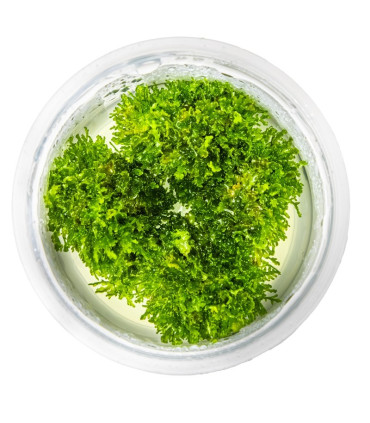 Riccardia Chamedryfolia | Plantas de Acuario Tropica | Acuario Plantado