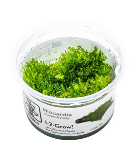 Riccardia Chamedryfolia | Plantas de Acuario Tropica | Acuario Plantado