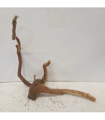 Raiz Roja para acuario | Redmoore 1395| Acuario Plantado