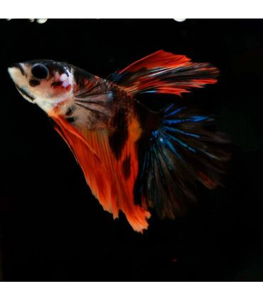 Betta selecione N271 | Peixe betta especial | Aquário Plantado