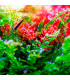 Twinstar RGB V 300S | LED Plantas de aquário  | Aquário Plantado