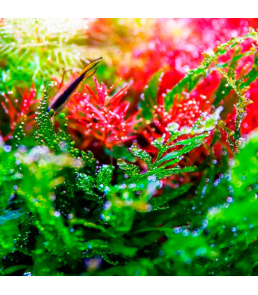 Twinstar RGB V 300S | LED Plantas de aquário  | Aquário Plantado