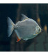 Peixe Dólar Prateado | Peixes de Aquário | Aquário Plantado