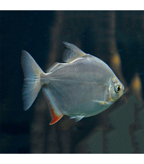 Peixe Dólar Prateado | Peixes de Aquário | Aquário Plantado