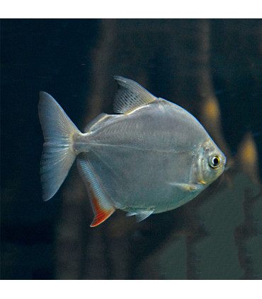 Peixe Dólar Prateado | Peixes de Aquário | Aquário Plantado