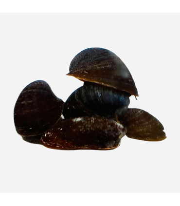 Caracol Batman | Neritina Auriculatus | Acuario Plantado