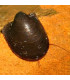Caracol Batman | Neritina Auriculatus | Acuario Plantado