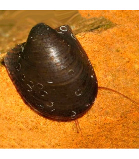 Caracol Batman | Neritina Auriculatus | Acuario Plantado