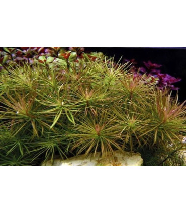 Plantas de acuario Pogostemon Octopus