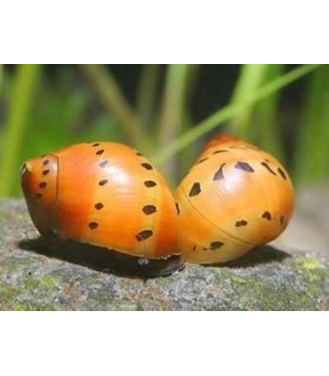 Caracoles acuario neritina diamante