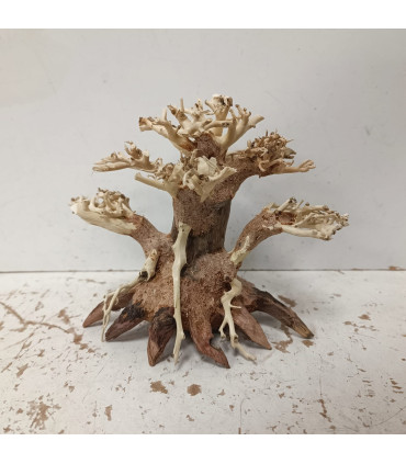 Bonsai para acuario 302 | Maderas para acuario | Acuario Plantado