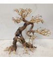 Bonsai talla L - Nº307