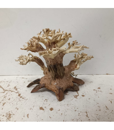 Bonsai para aquário 302 | Madeiras para aquário | Aquário Plantado