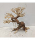 Bonsai para acuario 292 | Maderas para acuario | Acuario Plantado