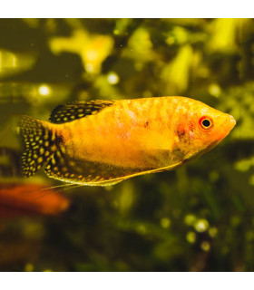 Gourami Oro