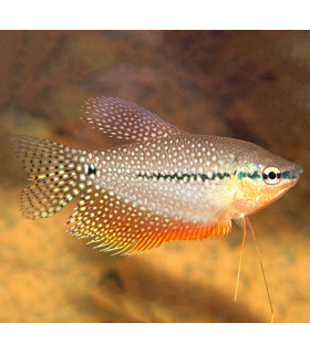 Gouarmi PErla| Comprar Gourami | Acuario Plantado