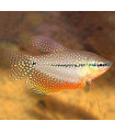 Gourami Pérola