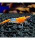 Gambas de acuario Red Rili