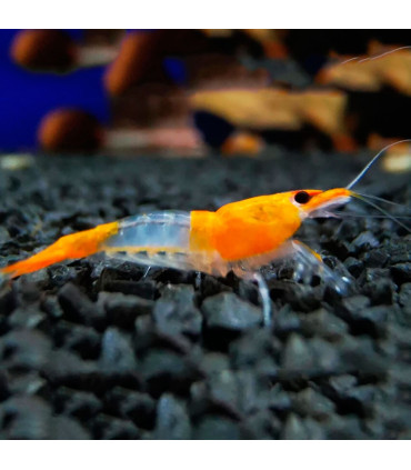 Gamba Orange Rili | Gambas de acuario | Acuario Plantado